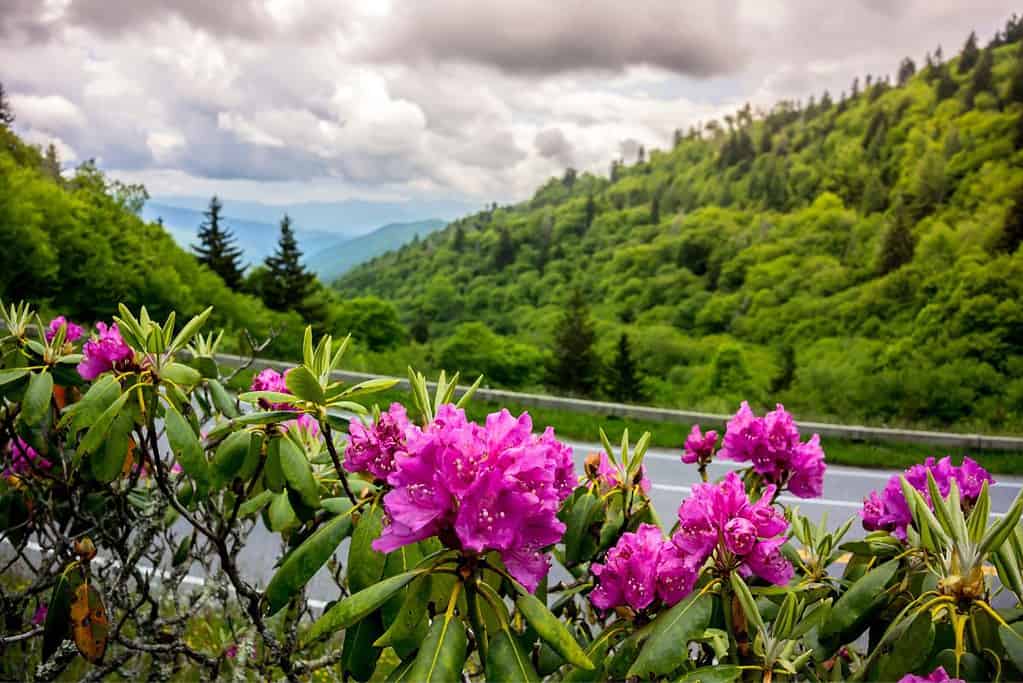 Spring flowers in the Smoky Mountains