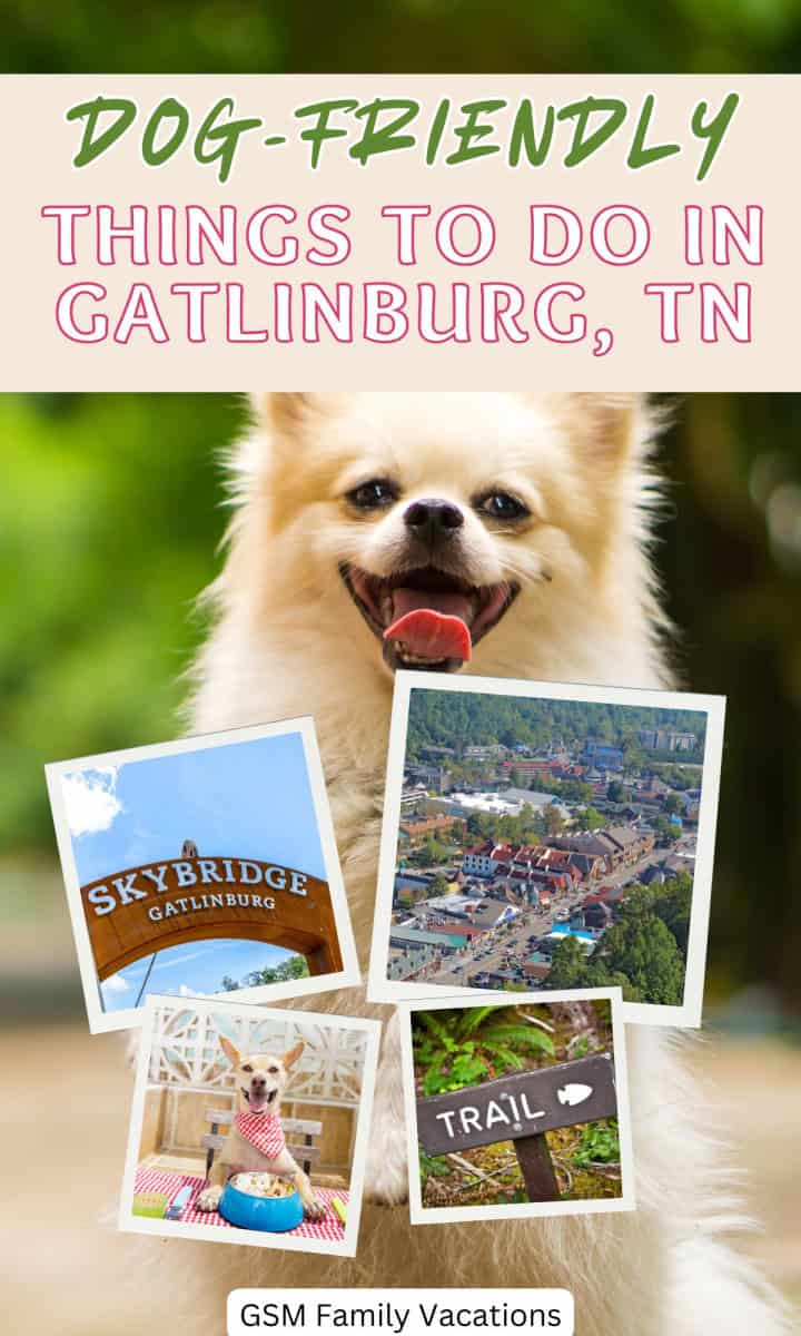 Dog-Friendly Things To Do In Gatlinburg
