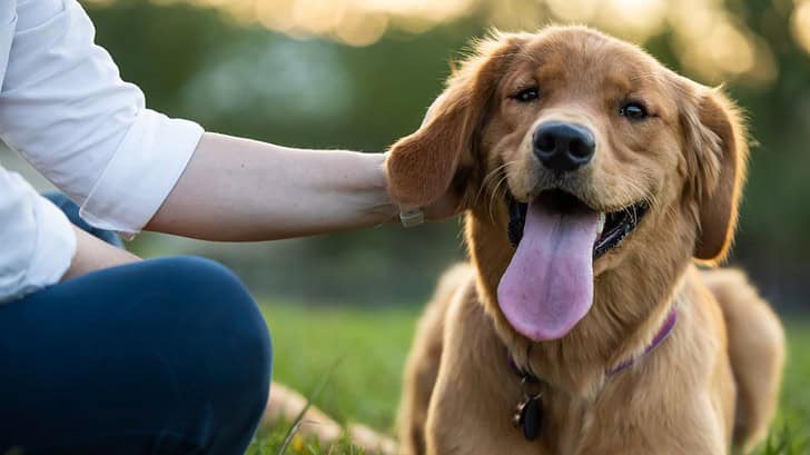 Dog-Friendly Things To Do In Gatlinburg