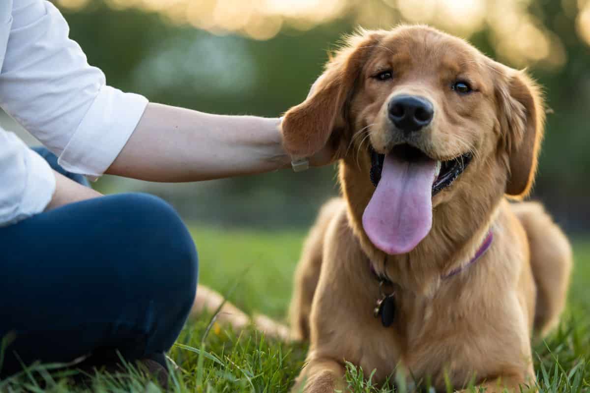 Dog-Friendly Things To Do In Gatlinburg