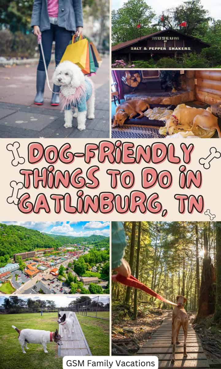 Dog-Friendly Things To Do In Gatlinburg