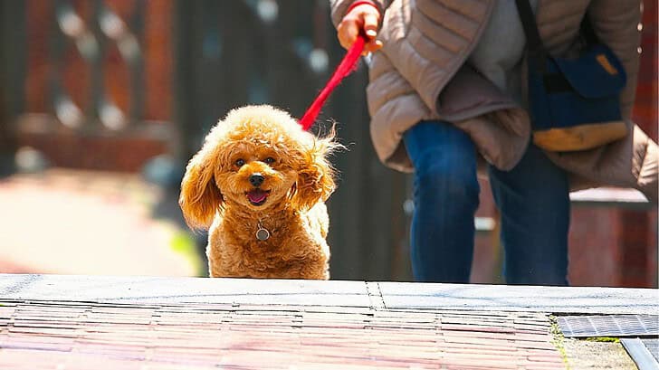 Are Dogs Allowed In Downtown Gatlinburg?