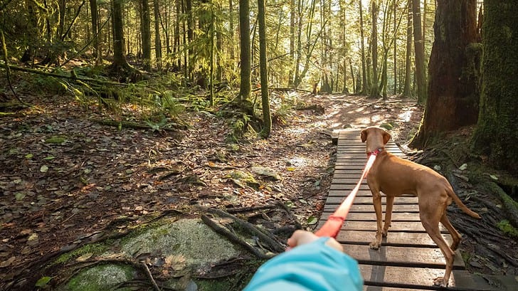 What Trails Can Dogs Go On In Gatlinburg?